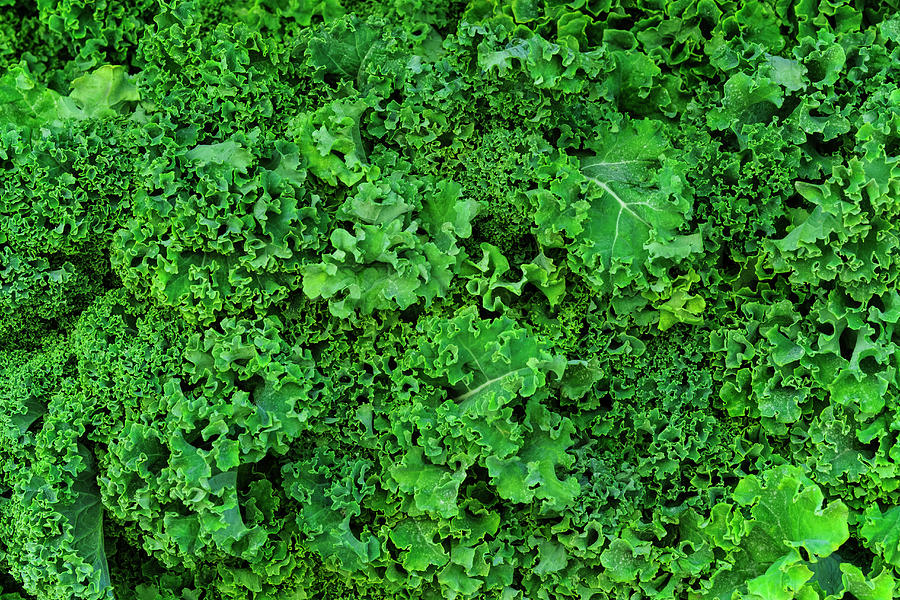 Usa, New York City, Fresh Kale Photograph by Tetra Images