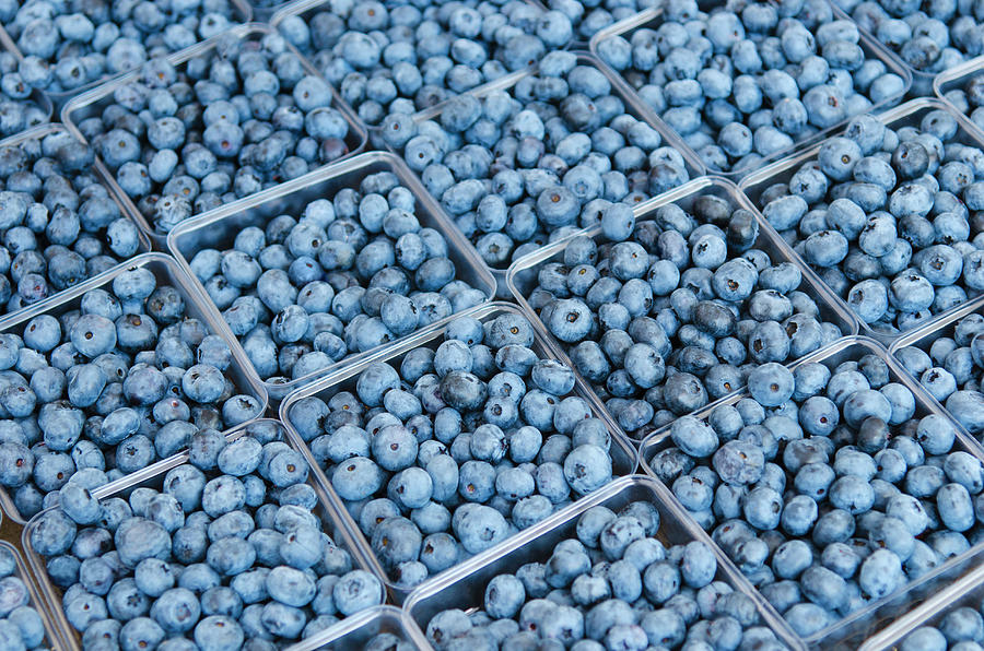 New York City Photograph - Usa, New York City, Rows Of Blueberries by Tetra Images