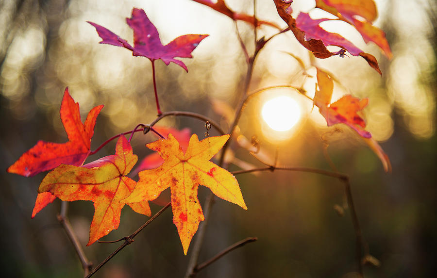 Usa, North Carolina, Autumn Leaves Photograph by Tetra Images
