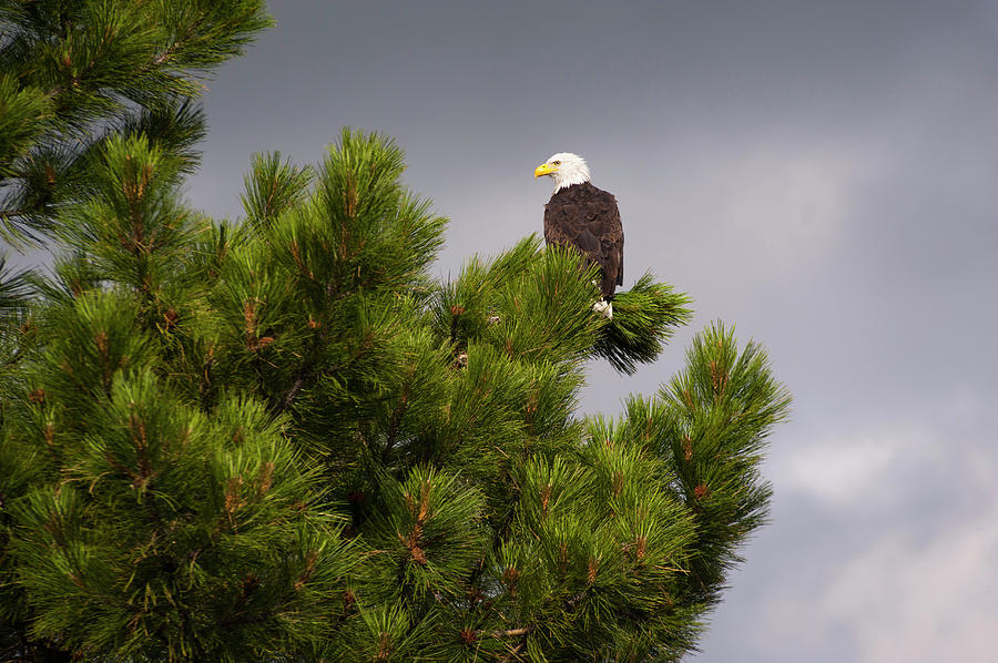 Usa, Oregon, Lake County, Bald Eagle Photograph by Gary Weathers