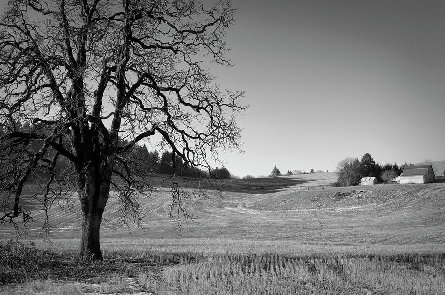 Usa, Oregon, Oak And Wheat Field Photograph by Gary Weathers