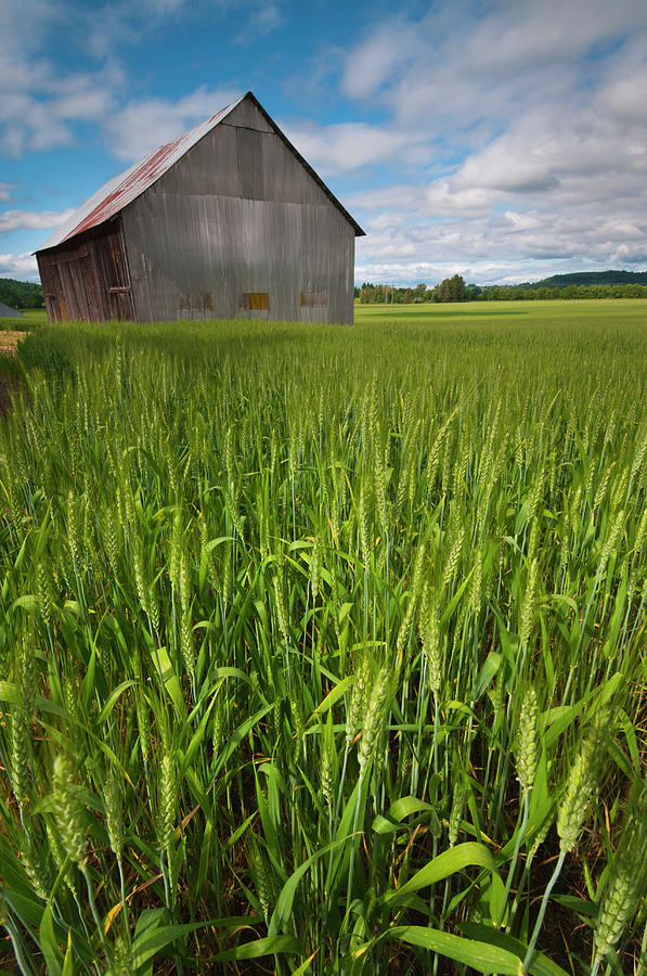 Usa, Oregon, View Through Wheat Field Photograph by Gary J Weathers