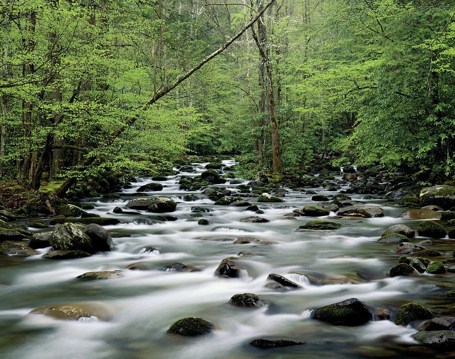 Usa, Tennesse, Great Smoky Mountains Photograph by Robert Cable