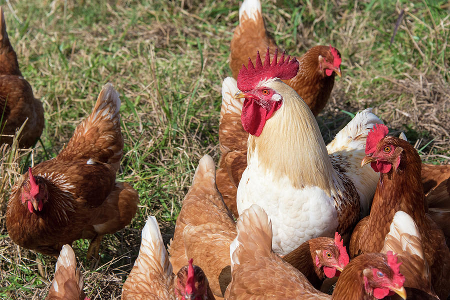 USA, Tennessee Pastured Rooster And Hens Photograph by Trish Drury ...