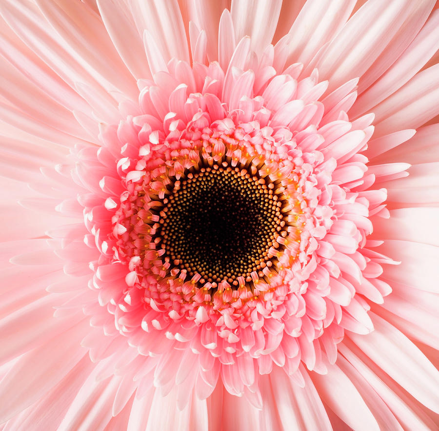 Daisy Photograph - Usa, Utah, Lehi, Close-up Of Pink Daisy by Mike Kemp