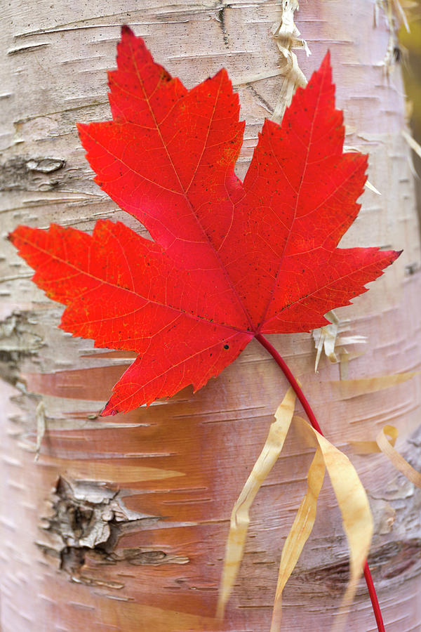 Usa, Vermont, Red Maple Leaf Digital Art by Tim Mannakee