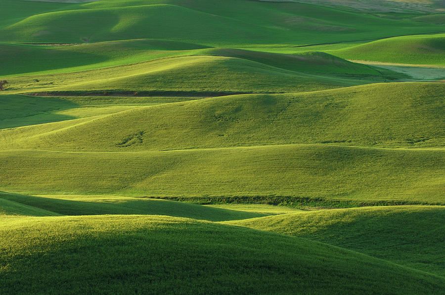 Usa, Washington State, Green Fields And Photograph by Westend61