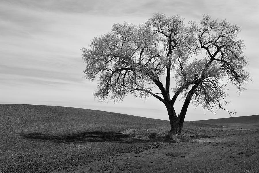 Nature Photograph - Usa, Washington, Whitman County, Lone by Gary Weathers