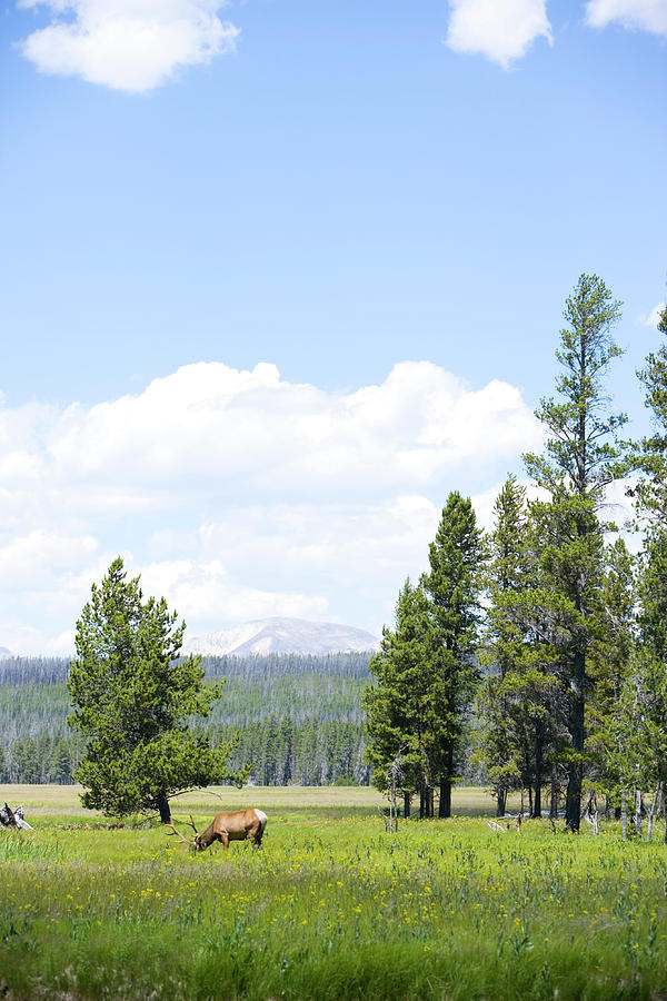Usa, Wyoming, Bull Elk Cervus Elaphus Photograph by Philip Nealey