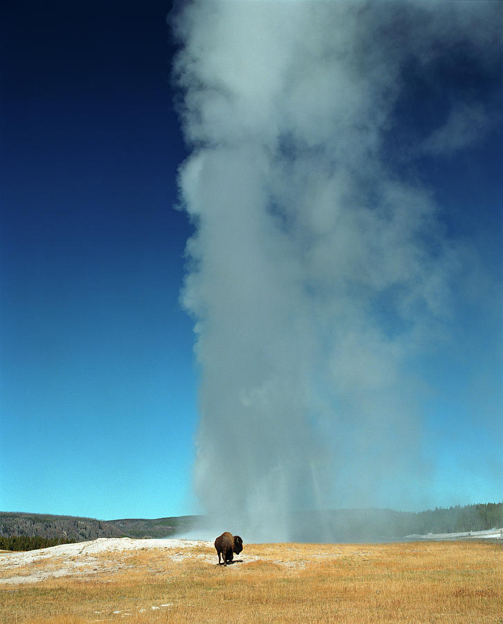 Usa, Wyoming, Yellowstone National Photograph by Joao Canziani