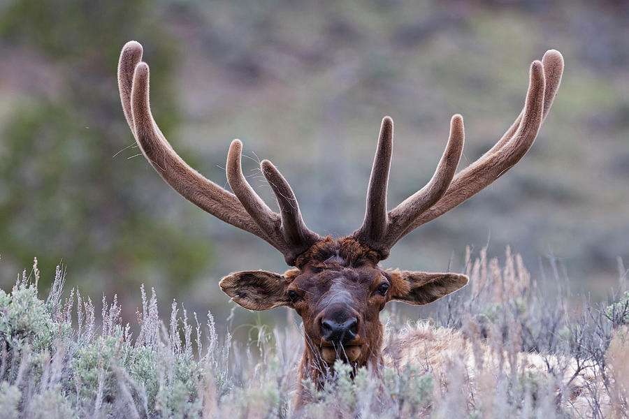 Usa, Yellowstone Park, Elk Cervus Photograph by Westend61