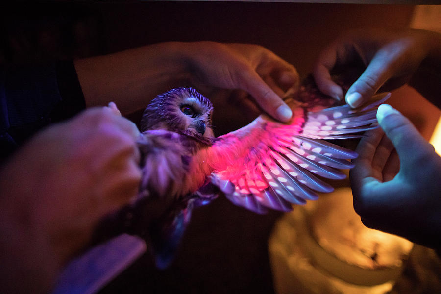 Owl Photograph - Use Of Ultraviolet Uv Light, Which by Christopher Kimmel