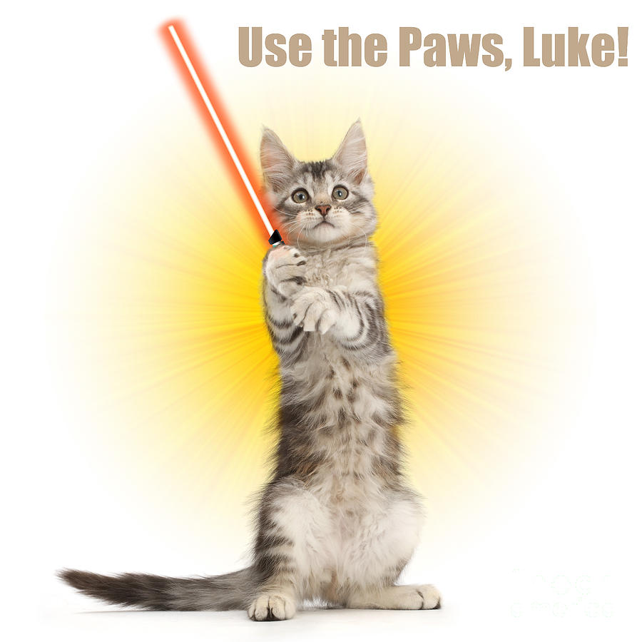 Use the Paws, Luke Photograph by Warren Photographic