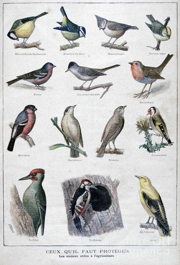 Useful Birds In Agriculture, 1896 Drawing by Print Collector