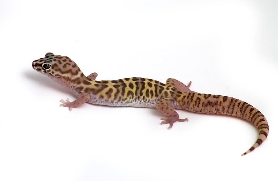 Utah Banded Gecko  Coleonyx variegatus Photograph by Nathan Abbott