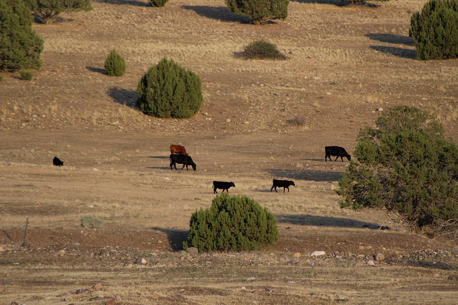 Utah Cows and Trees Photograph by Colleen Cornelius