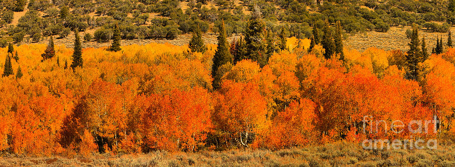 Utah Fall Aspen Panorama Photograph by Adam Jewell