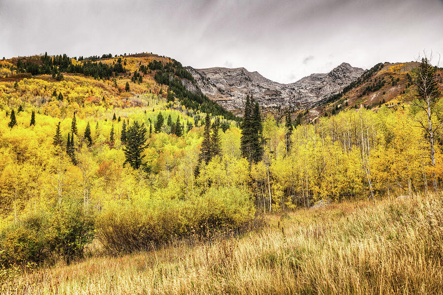 Utah Fall Colors Photograph by Brett Engle