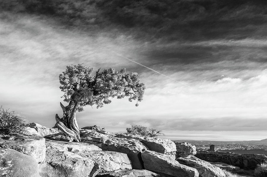 Utah Juniper Black And White Print Photograph