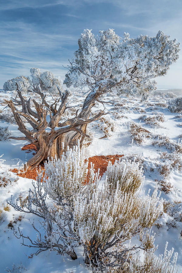 Utah Juniper With Frost Photograph by Jeff Foott