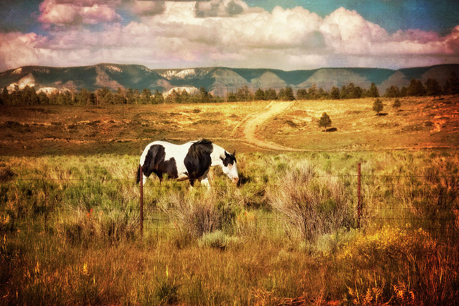 Summer Photograph - Utah Painted Pony by Tammy Wetzel