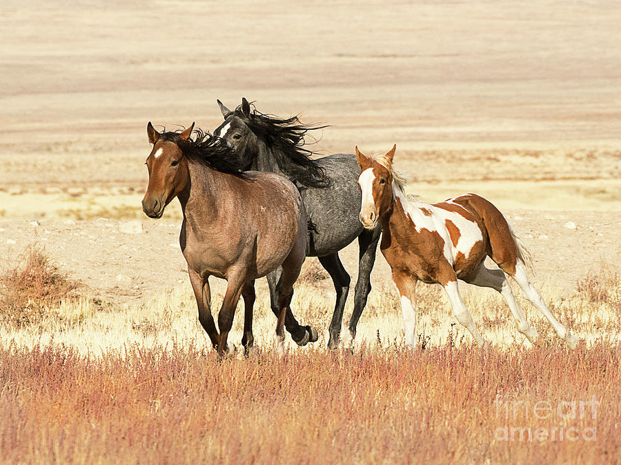 Utah West Desert Horses Photograph by Dennis Hammer