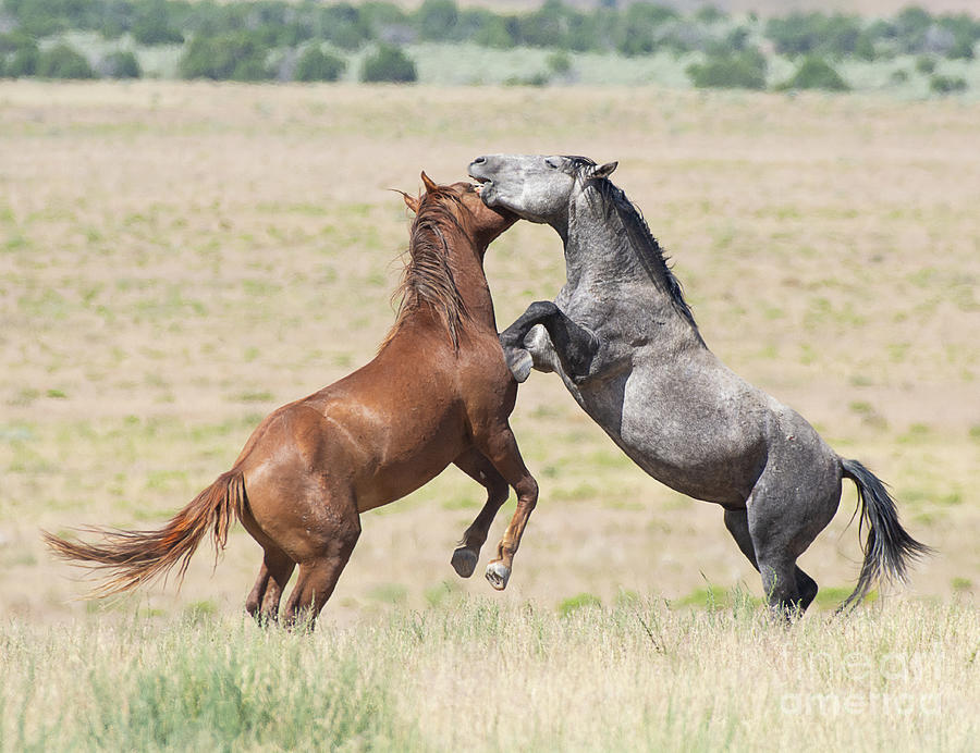 Utah Wild Horses Photograph by Dennis Hammer