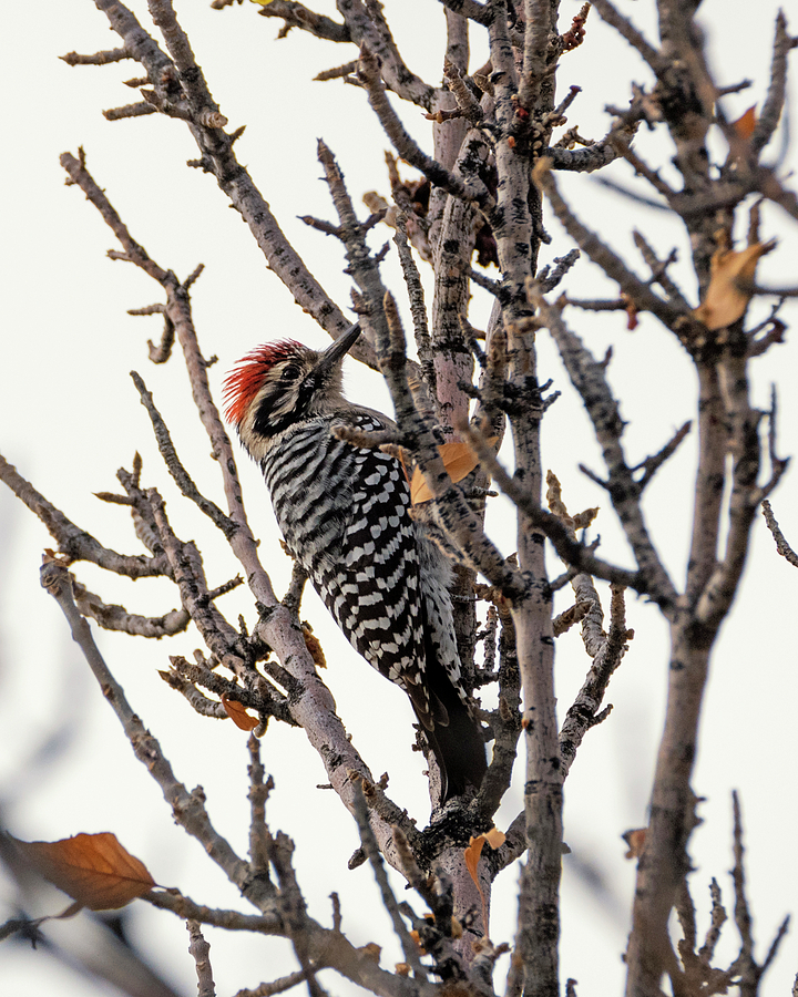 Utah Woodpecker Photograph by Loree Johnson