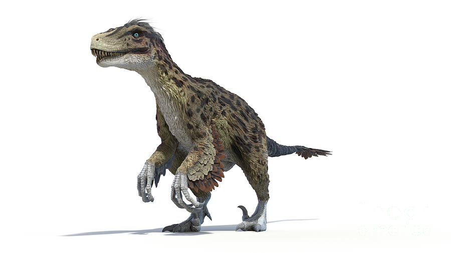 Utahraptor Photograph by Sebastian Kaulitzki/science Photo Library ...