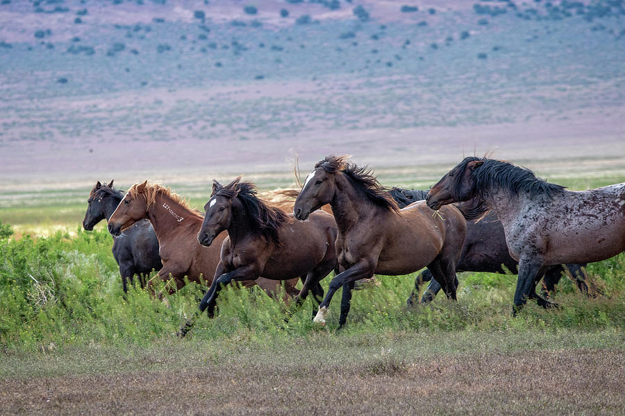 Utahs Wild Horses Photograph by Jeanette Mahoney