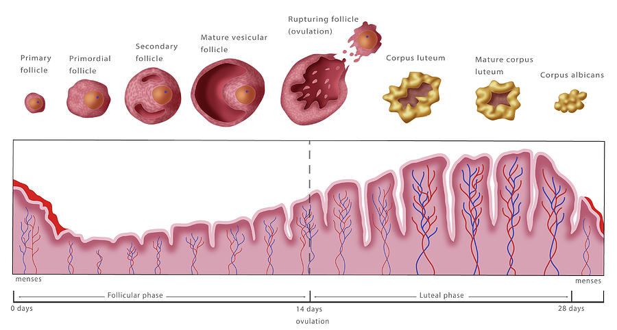 Uterine Lining And Follicles Photograph by Monica Schroeder