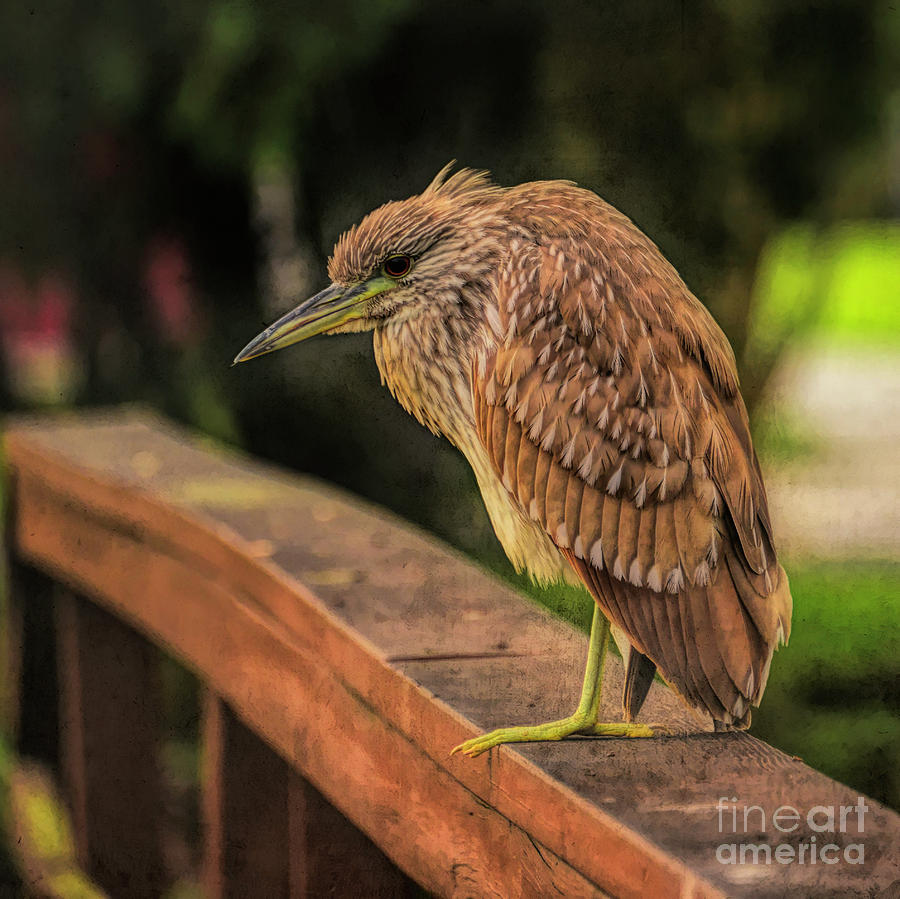 Night Heron Juvenile