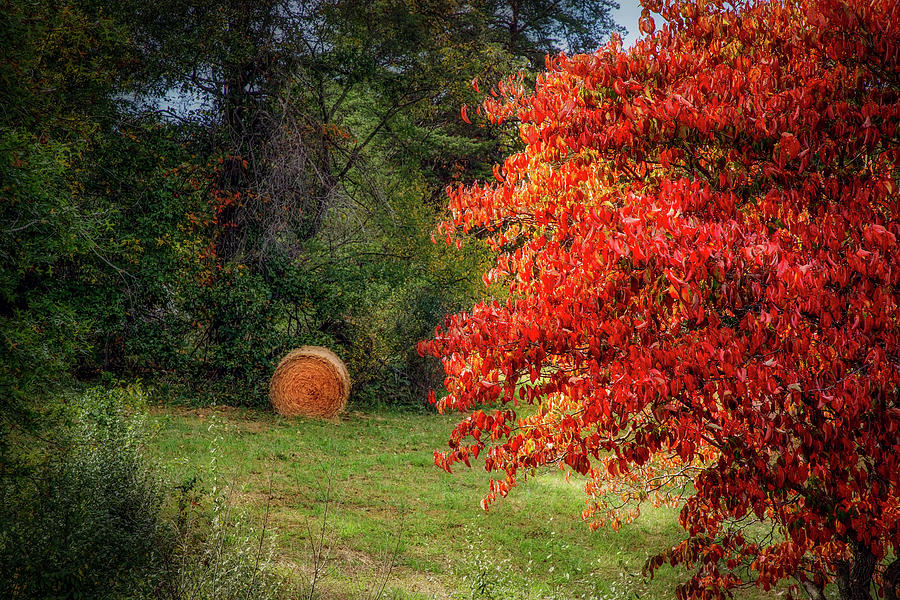 VA Fall Photograph by Bill Chizek