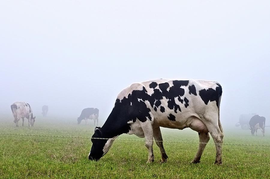 Vaches Et Brouillard Photograph by Zloran