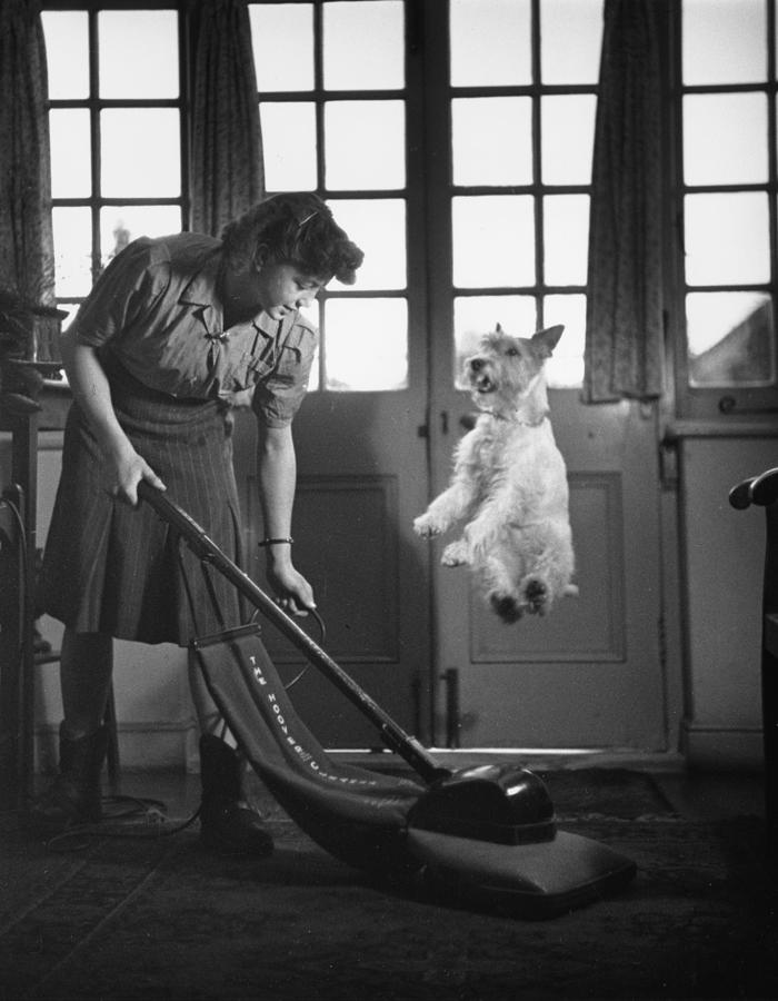 Vacuum Dog Jump Photograph by Kurt Hutton