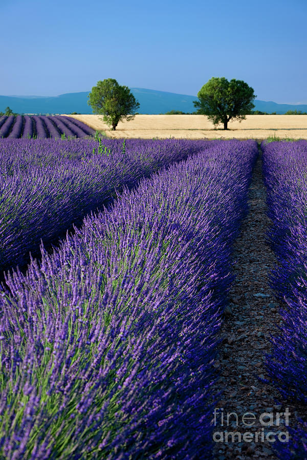 Tree Photograph - Valensole Lavender Field - Provence France by Brian Jannsen