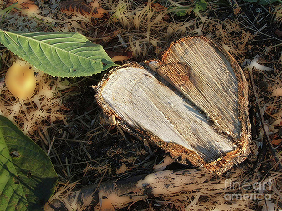 Valentine Tree Heart Photograph by Rich Collins
