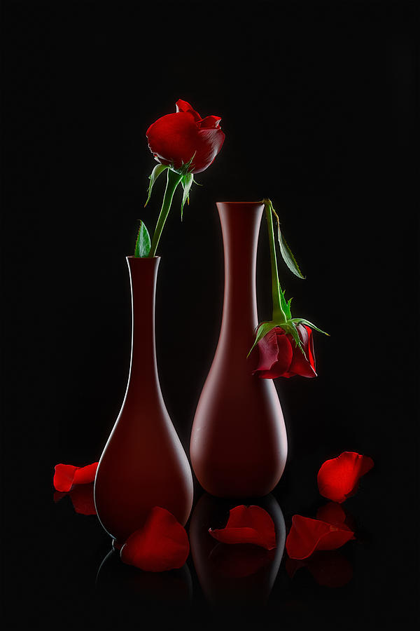 Valentine\s Roses Photograph by Lydia Jacobs