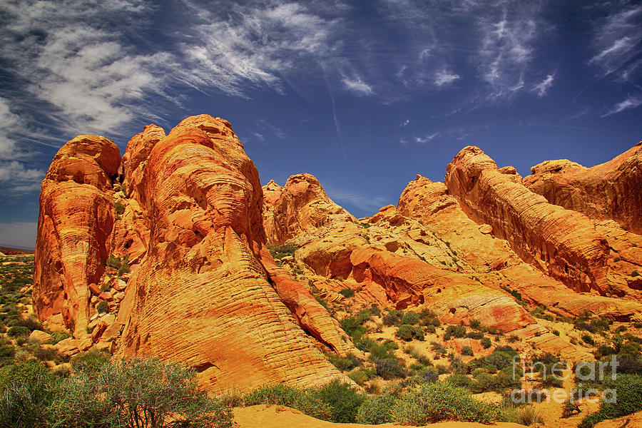 Wildlife Photograph - Valley of Fire by Mariola Bitner