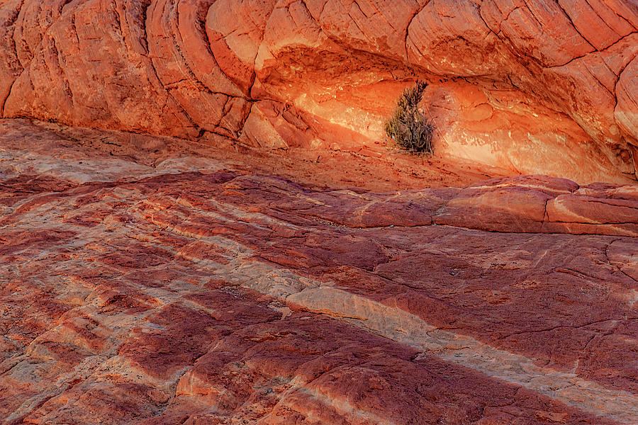 Valley Of Fire Patterns Photograph by Susan Candelario