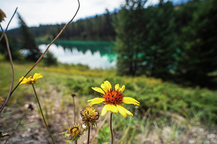 Valley of the Five Lakes Third Lake Jasper National Park Alberta Canada Yellow Flower Photograph by Toby McGuire