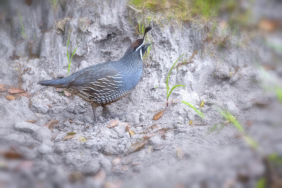 Valley Quail On The Bank Photograph