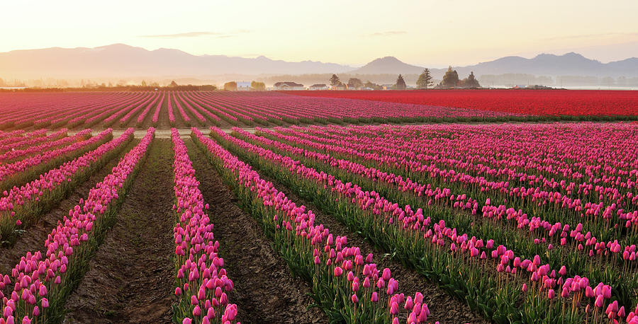 Valley Tulip Field At Foggy Sunrise Photograph by Lijuan Guo Photography