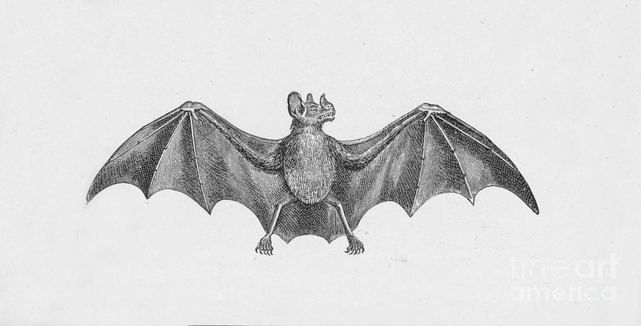 Vampire Bat,  C1885 Drawing by Print Collector