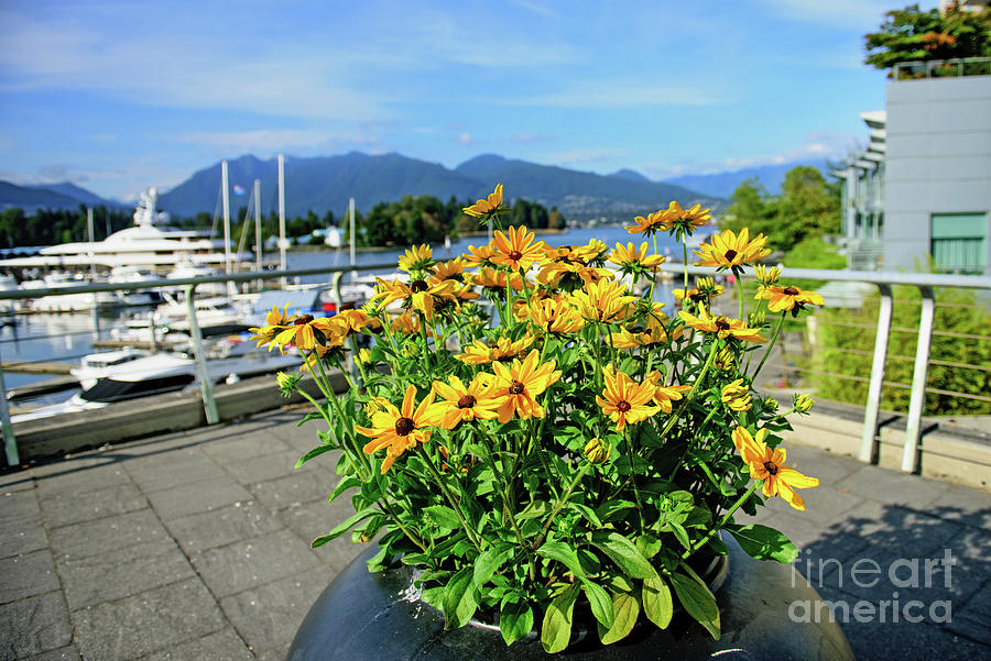 Vancouver Flowers Photograph