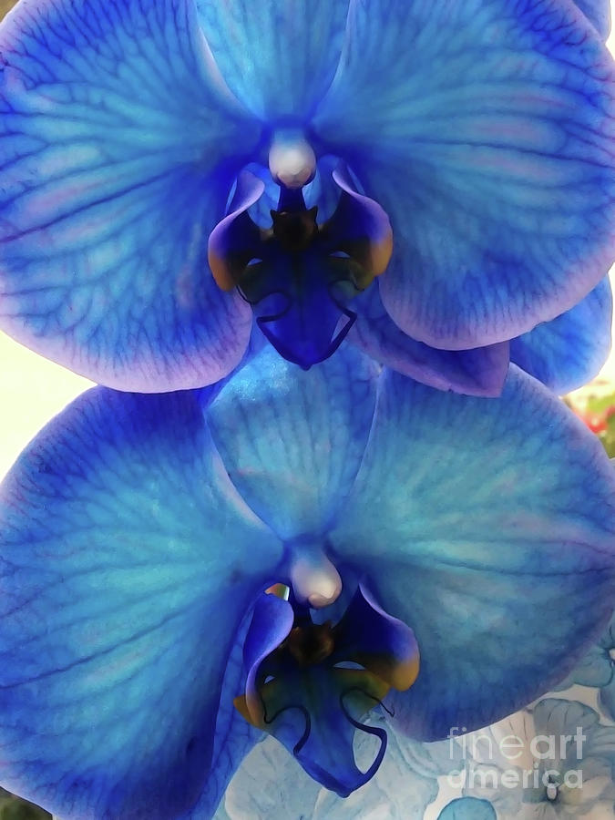 Vanda Orchids  Photograph by Jasna Dragun