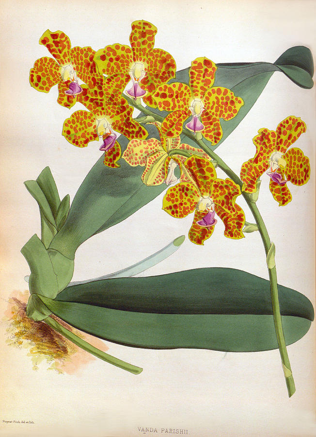 Vanda Parishii Orange Speckled Lindenia Orchid by Jen Jules Linden Vanda Parishii Orange Speckled Lindenia Orchid by Jen Jules Linden