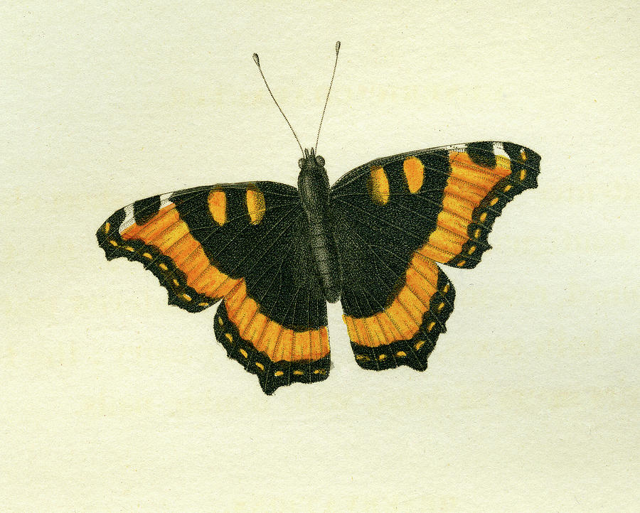 Butterfly Mixed Media - Vanessa furcillata detail by W W Wood