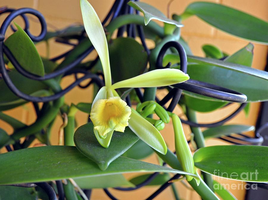 Orchid Photograph - Vanilla bean Orchid bloom by Davids Digits