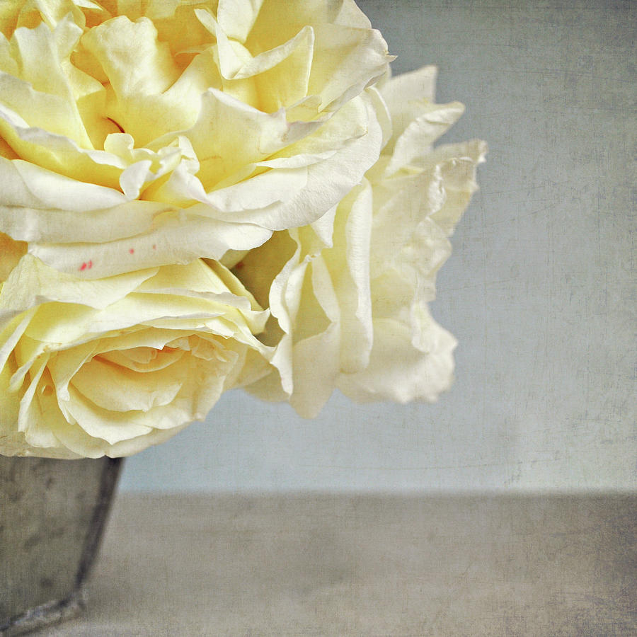 Vanilla Roses Photograph by Photo - Lyn Randle